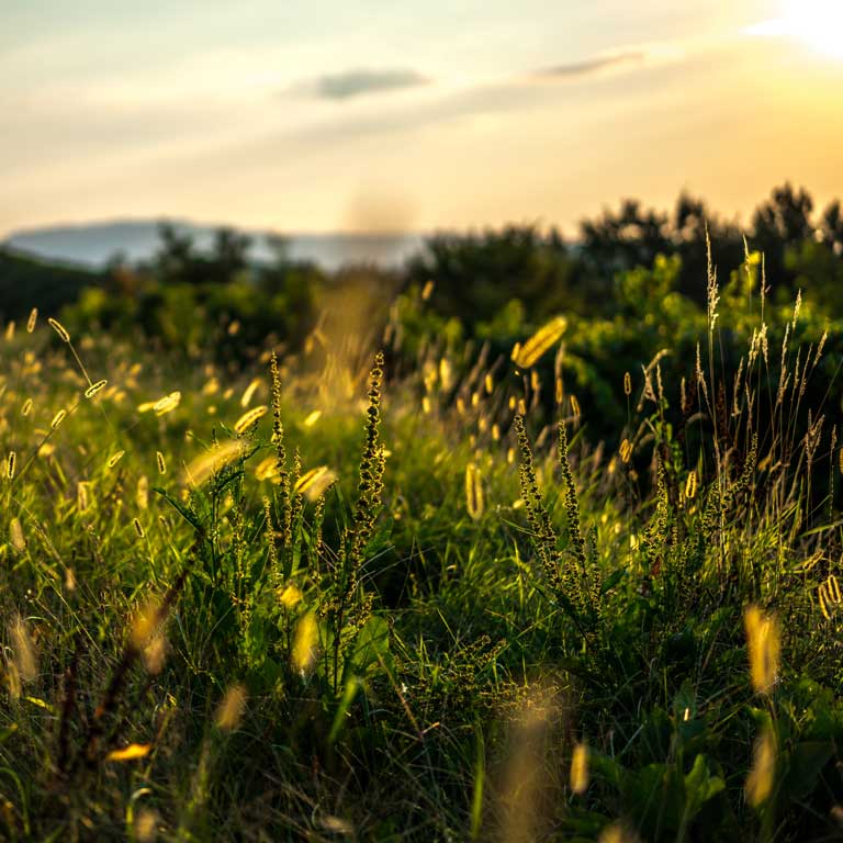 Hintergrundbild Hügellandschaft mit Weinbergen