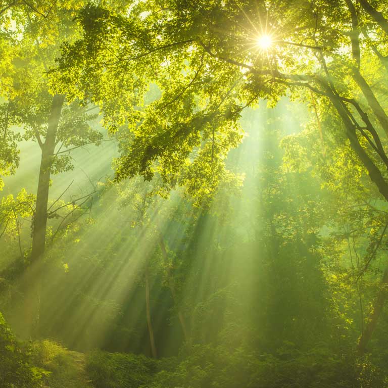 Hintergrund Wald mit Sonnenstrahlen